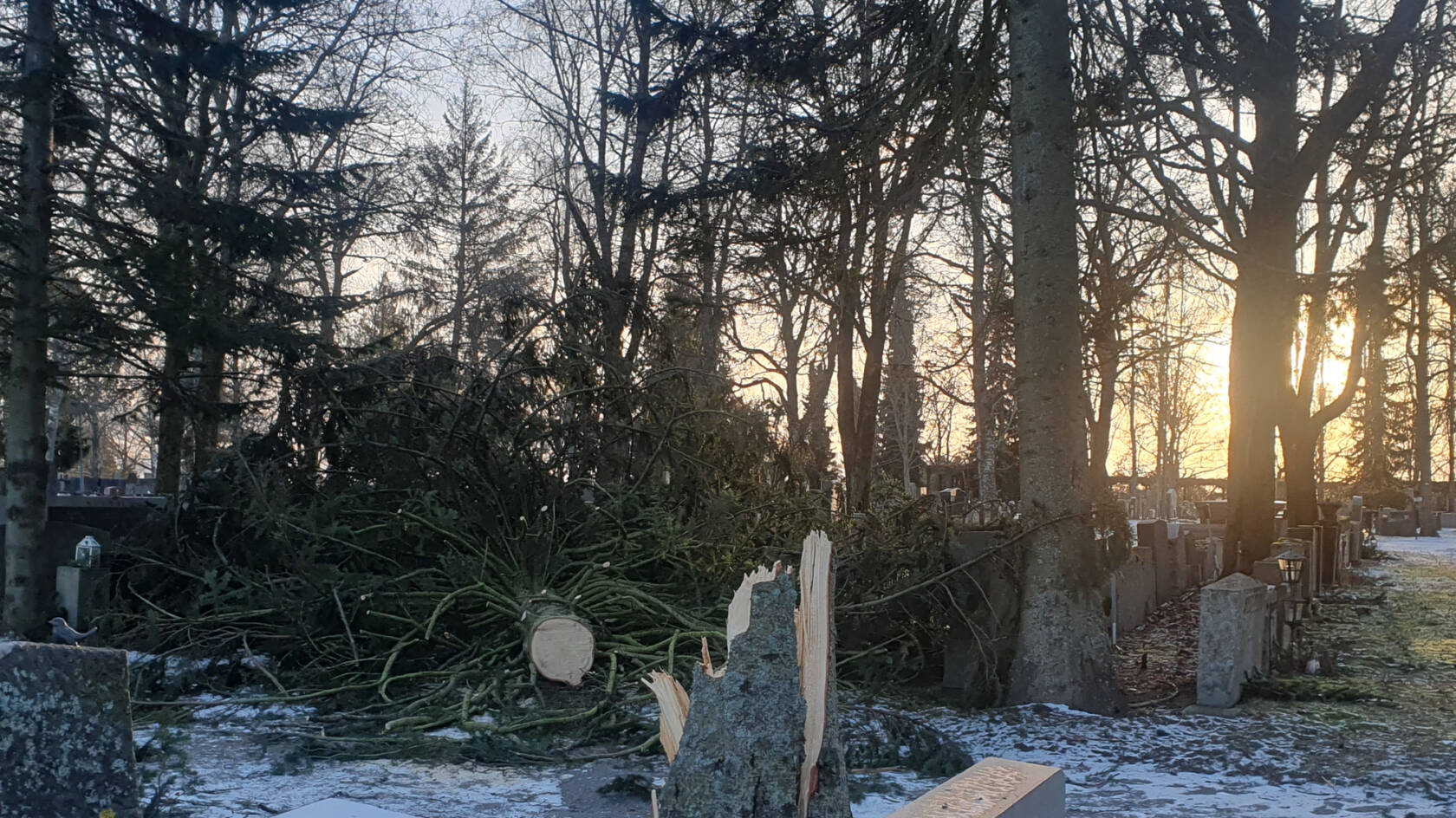 Kaatunut puu hautausmaalla.