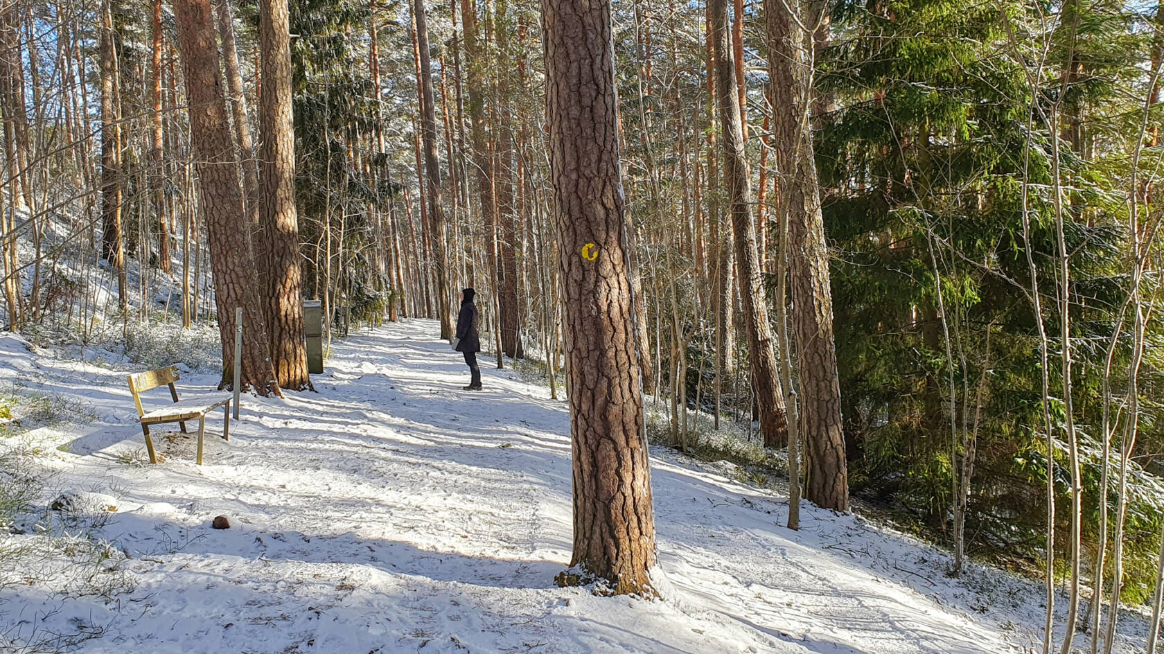 Henkilö seisootalvisessa metsässä, ympärillä korkeita puita ja aluskasvillisuutta.