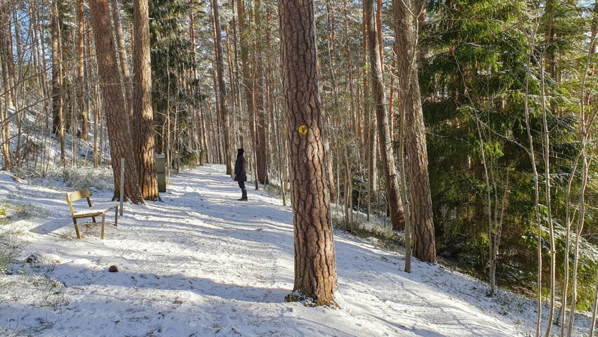 Henkilö seisootalvisessa metsässä, ympärillä korkeita puita ja aluskasvillisuutta.