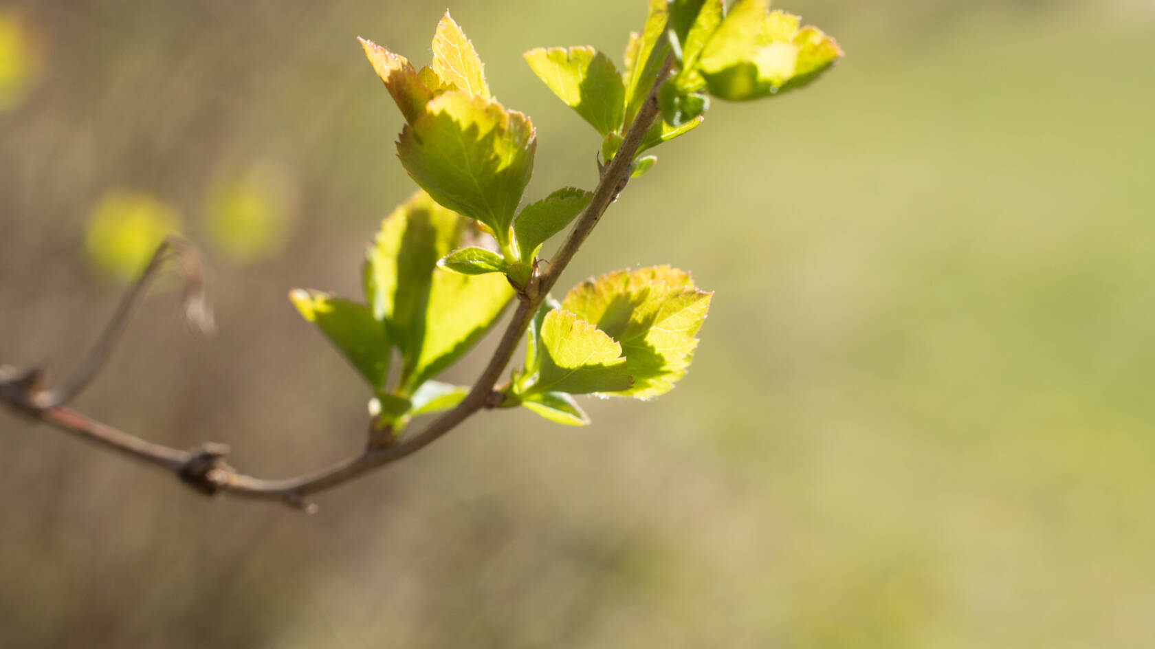 Vuonna 2026 muistelemme myös pyhää Fransiskusta, jonka kuolemasta tulee kuluneeksi 800 vuotta. Hän opetti kunnioittamaan kaikkia luotuja ja näkemään Jumalan käden jäljen tässä kaikessa. Hän rukoili: