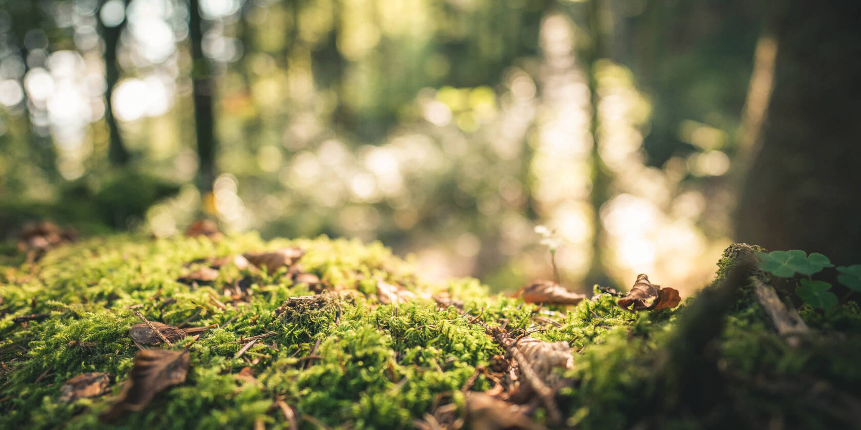 A moss-covered mound in the forest.