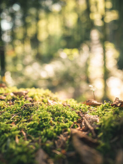 A moss-covered mound in the forest.