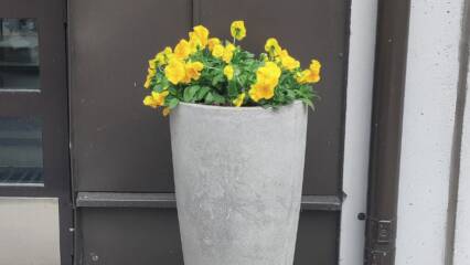 Keltaiset orvokit korkeassa betoniruukussa. Taustalla ruskeaa ja vaaleaa talon ulkoseinää.