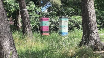 Kaksi rakennettua mehiläispesää. Toisessa pinkkejä ja turkooseja, toisessa valkoisia ja turkooseja laatikoita päällekkäin. Taustalla vihreää metsää, etualalla nurmikkoa ja männynrunkoja.