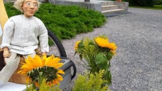 Auringonkukat Finlaysonin kirkon edustalla
