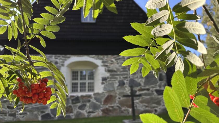 Etualalla pihlajan okisa ja marjoja. Taustalla Messukylän vanha kirkko aurinikoisessa säässä