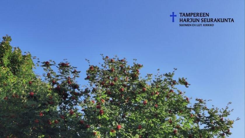 Kuvassa pihlajan latvaa. Taustalla sinistä taivasta ja muuta lehtipuuta. Taivaalla Harjun logo.