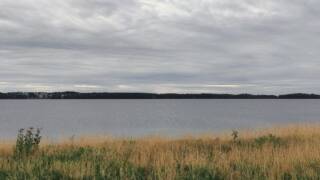 Ruskeaa heinikkoa, harmaata vettä, tummaa puustoa vastarannalla. Harmaa pilvinen taivas.