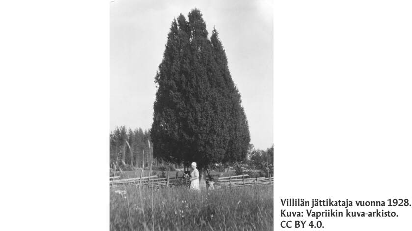 Mustavalkoinen vanha kuva kartiomuotoisesta isosta puusta, jonka edessä on riukuaita, nainen ja lapsi.